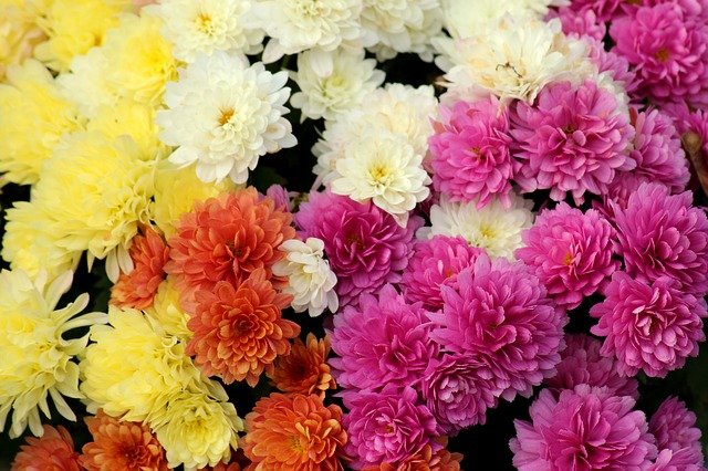 chrysanthemes fleurs