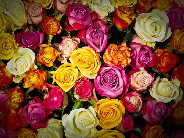 Photo de roses