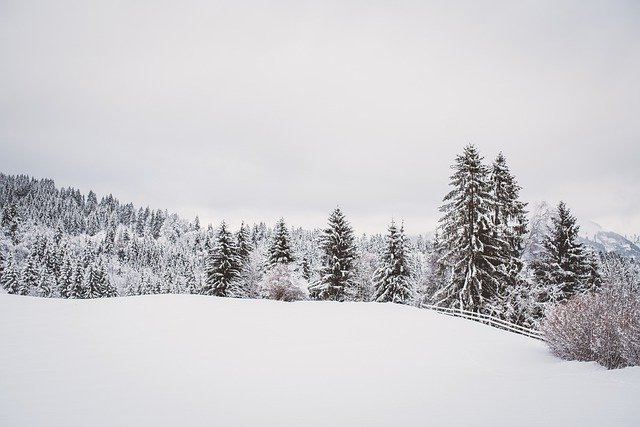 Photo forêt hiver