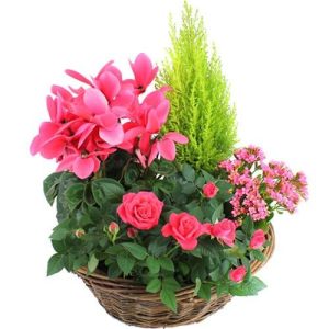 Coupe de plantes